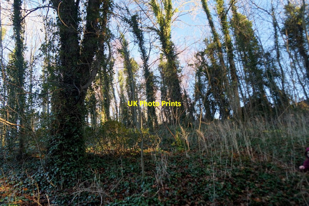Photo 6"x4" Woodland in Shiremill Haugh, near Whitecraig Monktonhall c2015