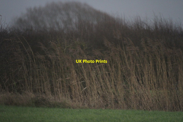 Photo 6"x4" Sand Rhyne Sand Bay Woodspring Priory c2015