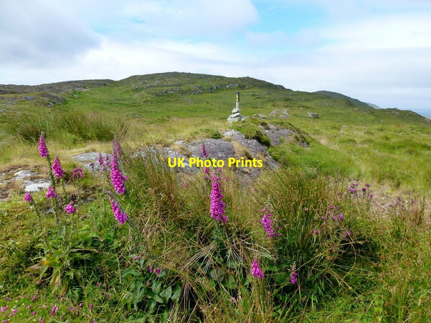 Photo 6"x4" Foxgloves by the Long Distance Path Glanlough c2013