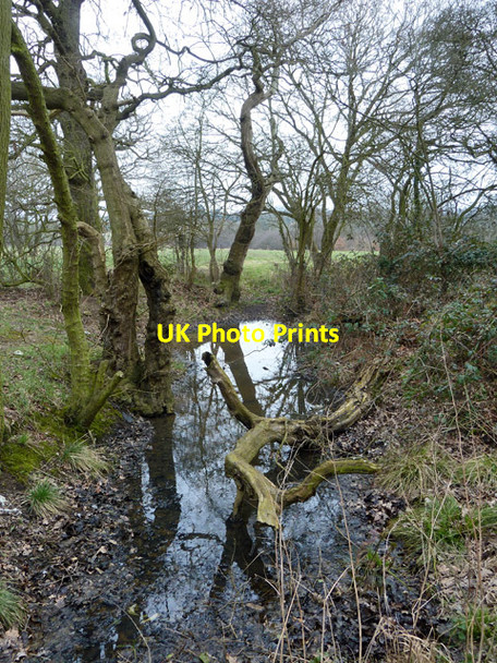 Photo 6"x4" Small pond Loughton\/TQ4396 c2013