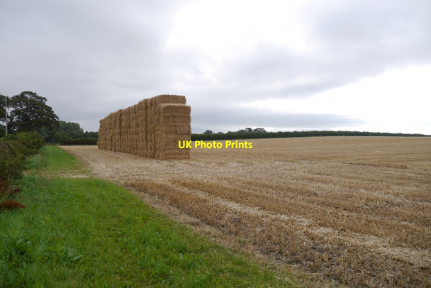 Photo 6"x4" Bales, Cookstead Bareless c2015