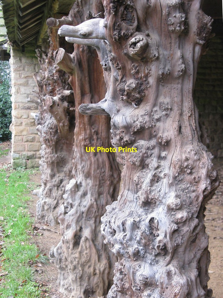 Photo 6"x4" Deer Shelter, Cannon Hall Country Park Raw Green c2015
