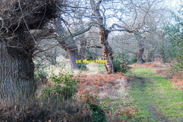 Photo 6"x4" Old oak trees, Dalkeith Country Park Dalkeith\/NT3467 c2015