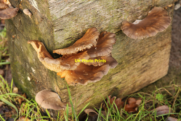 Photo 6"x4" Bracket fungus Harby\/SK8770 c2015