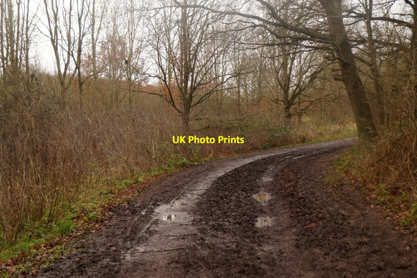 Photo 6"x4" Track through Horton Country Park Epsom c2016