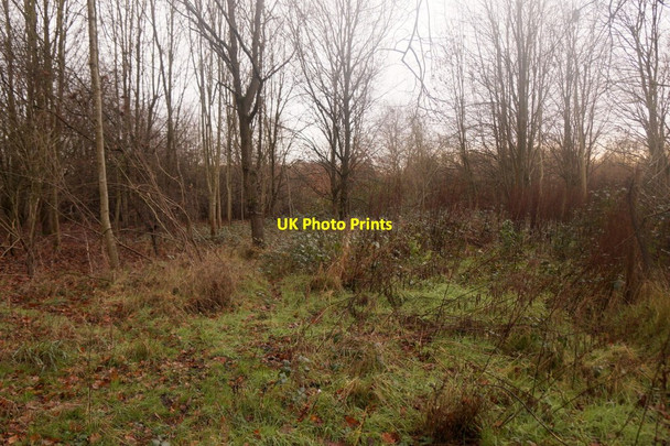 Photo 6"x4" Woodland in Horton Country Park Ewell c2016