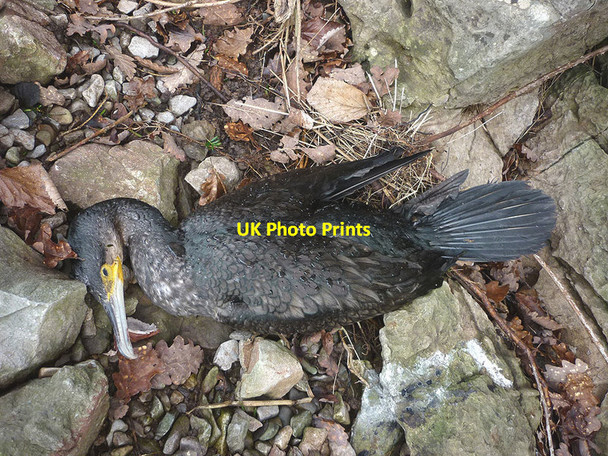 Photo 6"x4" A victim of the winter storms Far Arnside c2015
