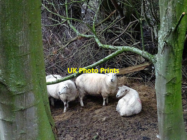 Photo 6"x4" Looking guilty - what have you been up to? Nantyronen Station c2016