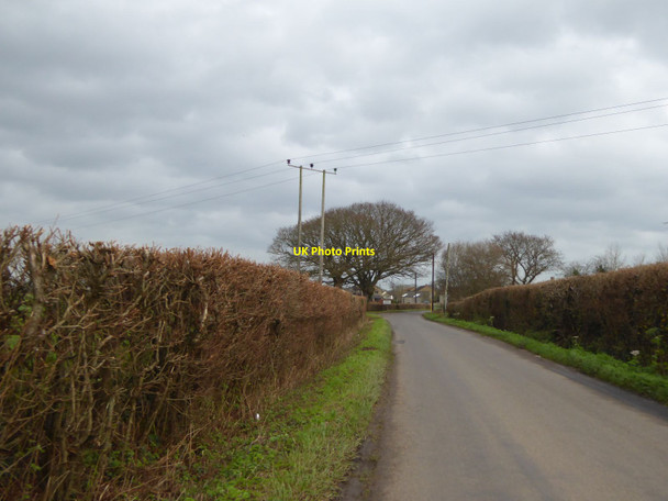 Photo 6"x4" Bare hedges and trees, White Street, Ham Ham\/ST2825 c2015