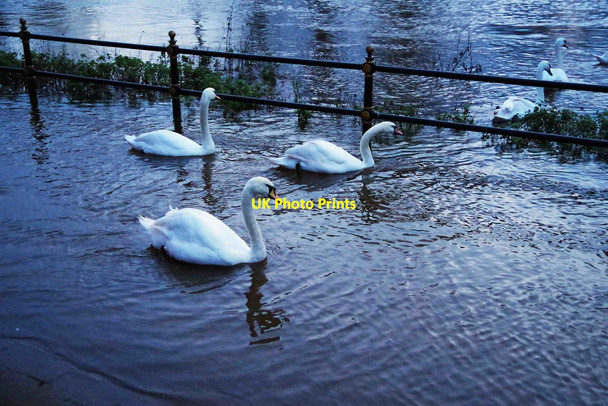 Photo 6"x4" Swans on the footpath by River Severn, Worcester Worcester c2015