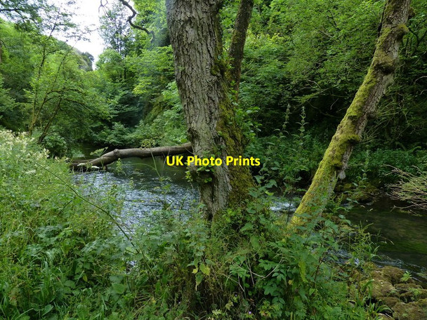 Photo 6"x4" Woodland and River Dove in Dovedale Ilam c2014
