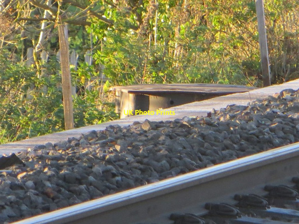 Photo 6"x4" Peeking out Cholsey c2015