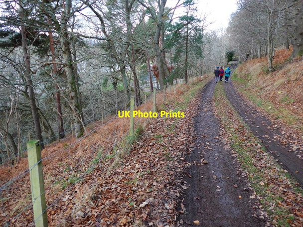 Photo 6"x4" Forest track by Bay Farm Munlochy c2016