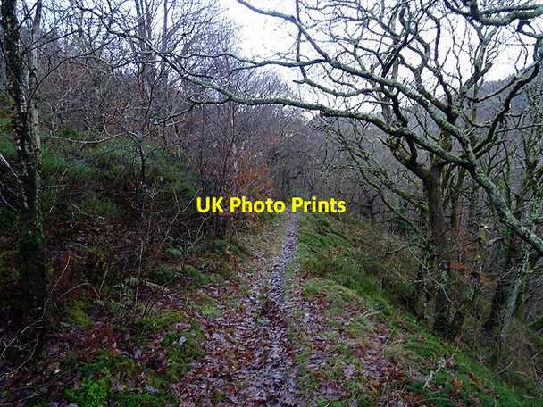 Photo 6"x4" Path from Devil's Bridge to Cwm Rheidol Ystumtuen c2016