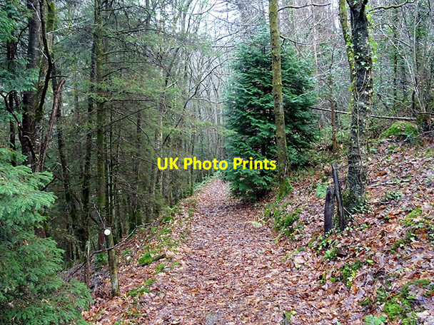 Photo 6"x4" Path in Coed Rheidol Devil's Bridge\/Pontarfynach c2016