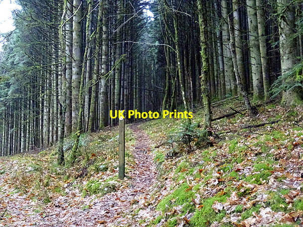 Photo 6"x4" Diverging of the ways in Coed Rheidol Devil's Bridge\/Pontarfynach c2016