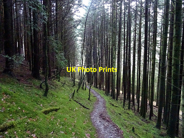 Photo 6"x4" Path in Coed Rheidol Devil's Bridge\/Pontarfynach c2016