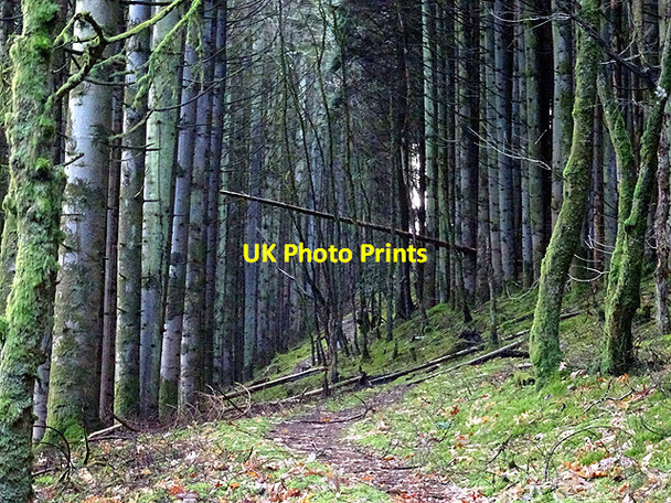 Photo 6"x4" Path through Coed Rheidol Devil's Bridge\/Pontarfynach c2016