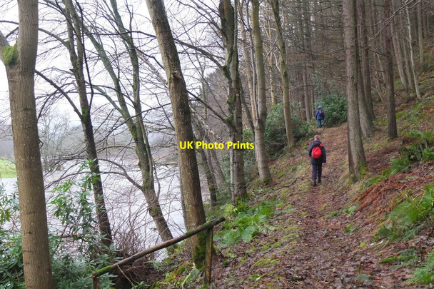 Photo 6"x4" Riverside path at Elibank Holylee c2016