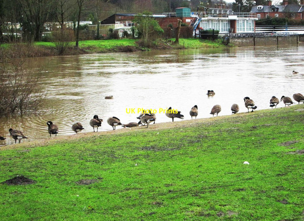 Photo 6"x4" Canada geese on bank of River Severn, Bewdley, Worcs Bewdley\/SO7875 c2016