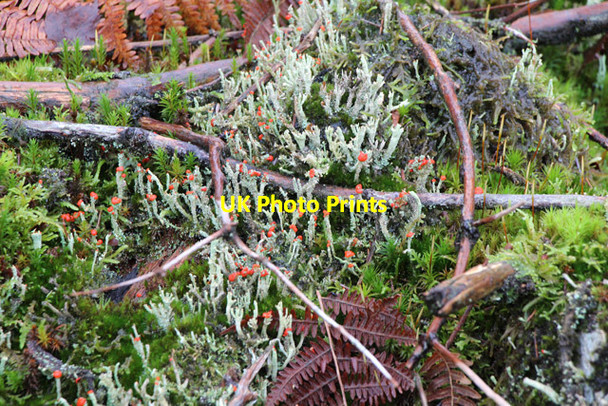 Photo 6"x4" British Soldiers Lichen, Cladonia cristatella Grizedale c2016