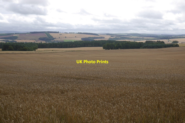Photo 6"x4" A wheat field near Roxburgh Roxburgh Mains c2015