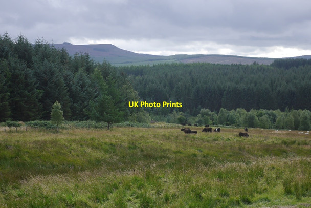 Photo 6"x4" Belted Galloway cattle Lethem c2015