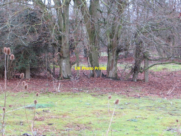 Photo 6"x4" Trees by the Fence Chilton\/SU4885 c2015