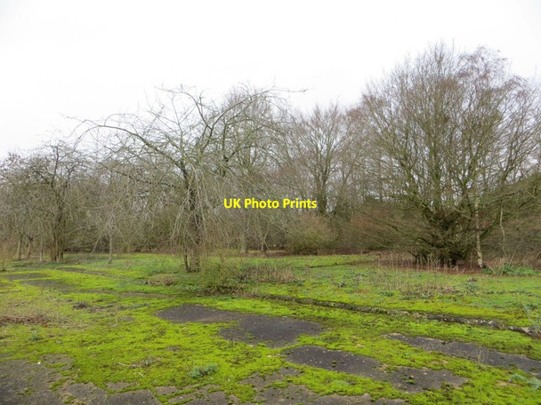 Photo 6"x4" Trees & Shrubs Chilton\/SU4885 c2015