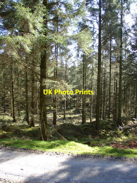 Photo 6"x4" Potato Peg Plantation, Grizedale Forest Grizedale c2003