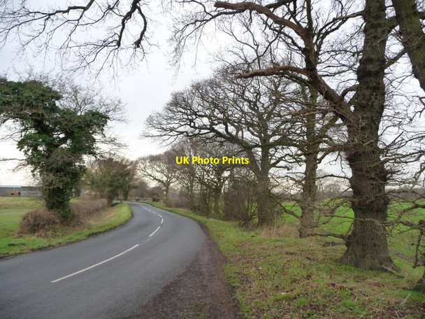 Photo 6"x4" Trees on the north side of Common Lane Barlow\/SE6428 c2016