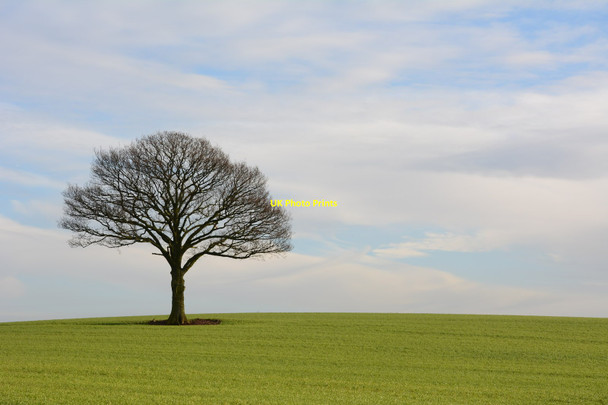 Photo 6"x4" A lone tree near Bramcote Farm, Warwickshire Shuttington c2016