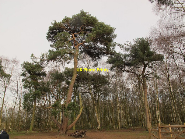 Photo 6"x4" Scots pine at Brereton Heath Davenport\/SJ8065 c2015