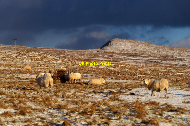 Photo 6"x4" Sheep at supplementary feeding, Baltasound Baltasound c2016