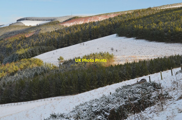 Photo 6"x4" Glentress plantations Peebles\/NT2540 c2016