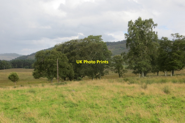 Photo 6"x4" Scattered birches, Tomgarrow Inver\/NO0142 c2015