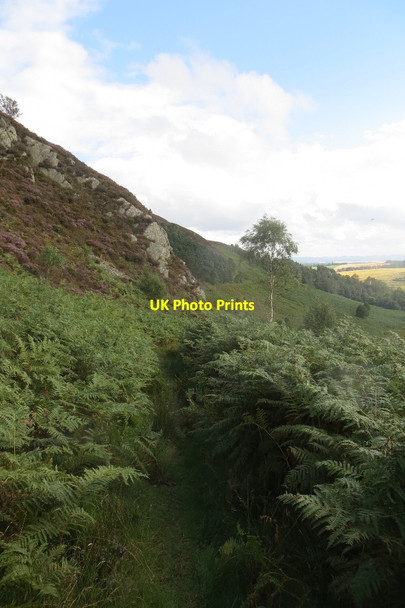 Photo 6"x4" Glen Garr path Birnam c2015
