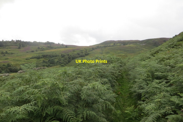 Photo 6"x4" The Glen Garr path Waterloo\/NO0536 c2015