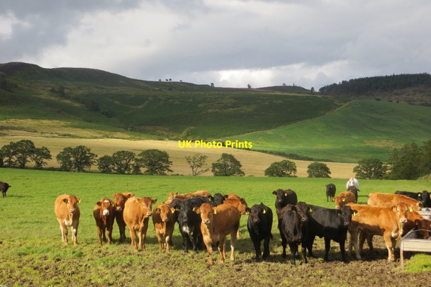 Photo 6"x4" Cattle, Upper Obney Waterloo\/NO0536 c2015