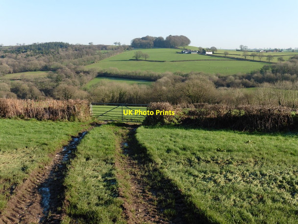 Photo 6"x4" View towards Clifthayne Farm Bishopswood c2016