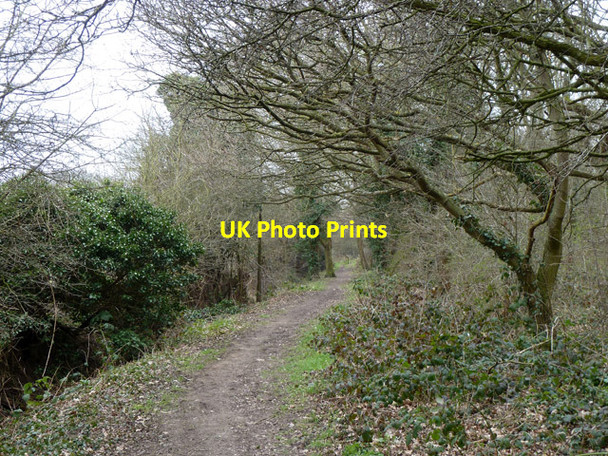 Photo 6"x4" Path into Roding Valley Meadows nature reserve Loughton\/TQ4396 c2013