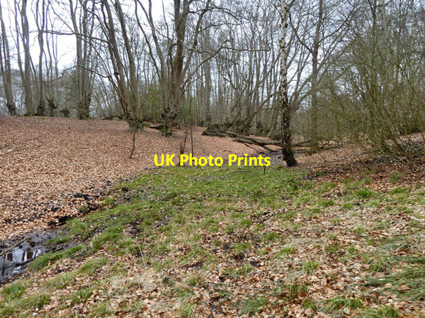 Photo 6"x4" Epping Forest, Dulsmead Hollow Debden Green\/TQ4398 c2013