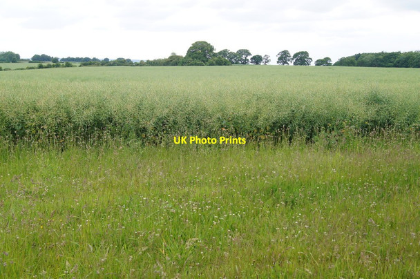 Photo 6"x4" Oilseed rape on Itchen Down Avington\/SU5332 c2015