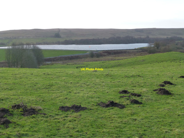 Photo 6"x4" Moles in pasture Priest's Knowe c2016