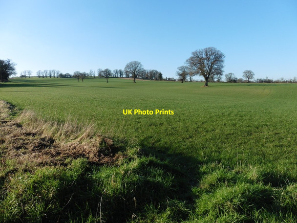 Photo 6"x4" Fields at Four Lanes Farm Hornsbury c2016