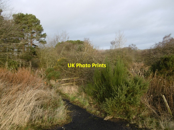 Photo 6"x4" Scrub, Balgavies Loch Mains of Balgavies c2016