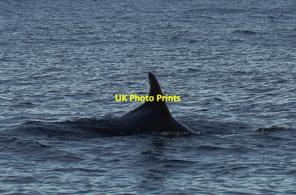 Photo 6"x4" When you least expect it.... Lossiemouth c2016