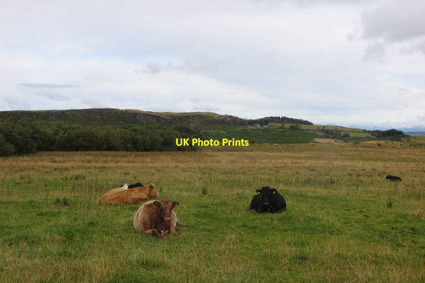 Photo 6"x4" Cattle, Hartfield Howwood c2015