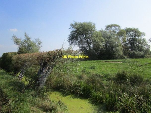 Photo 6"x4" Willowy corner Vole c2014