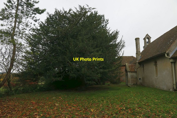 Photo 6"x4" Yew by the Porch Catmore c2015